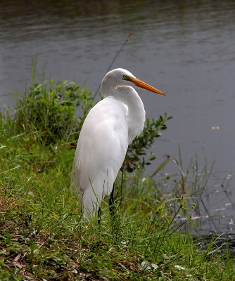[A large, all-white bird with a yellowbeak has its head tucked near its body as it stands in the grass at the water's edge.]